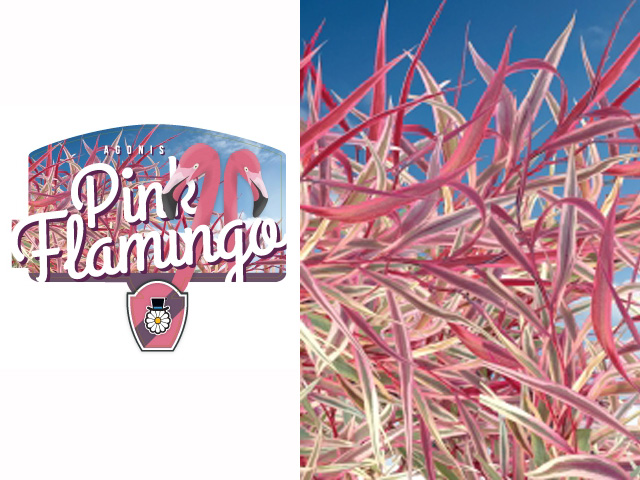 Introducing the Pink Flamingo